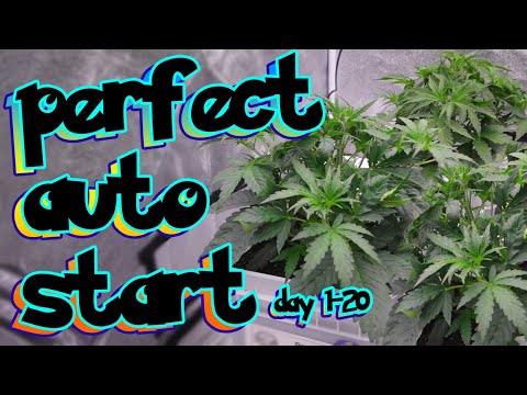 Видео: TURBOCHARGE AUTOFLOWERS ИДЕАЛЬНОЕ НАЧАЛО ДНИ 1-20 - Как легко вырастить автоцветы с первого раза