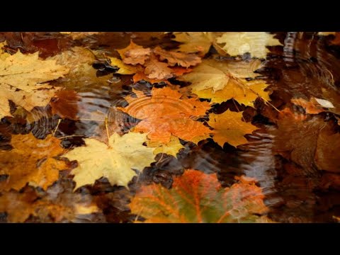 Видео: Наступила осень золотая:)