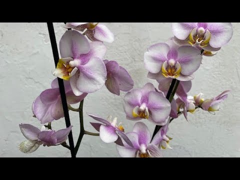 Видео: А у меня новая орхидейка!