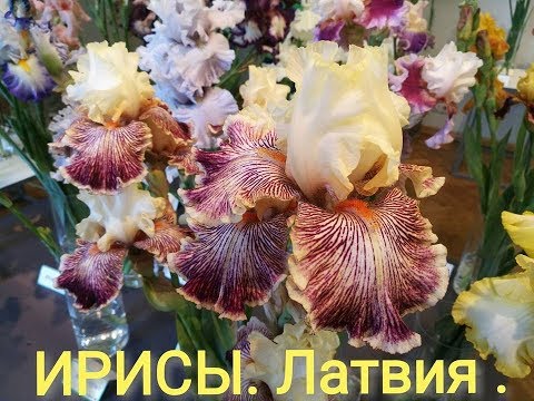 Видео: ИРИСЫ ! Такой красоты вы ещё не видели! ВЫСТАВКА ИРИСОВ В ЛАТВИИ!