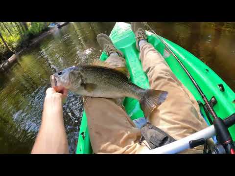 Видео: Пескарь с другой жабой 🐸💥
