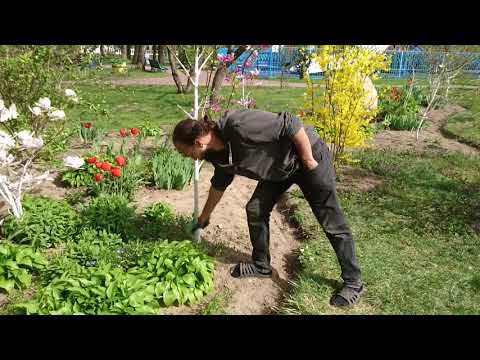 Видео: Магнолии. Часть 1