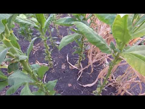 Видео: третья ломка сорта дюбек 22.08.2021