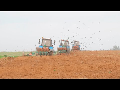 Видео: Осенняя пахота / 3X БЕЛАРУС 1221 + 2X ППО-4-40 и VOGEL&NOOT XMS /