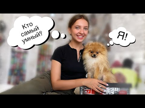 Видео: Мой ШПИЦ превратился в пырзика🥺 Шпиц знает все команды / Перерозыгрыш приза🎁