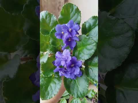 Видео: Фиалкины секреты