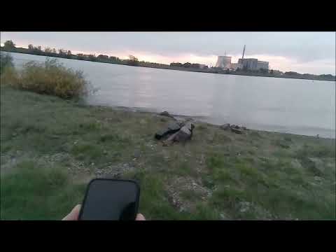 Видео: Как то с рыбалкой  не получается.Опять грибы.