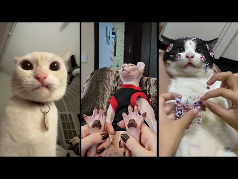 Видео: Funny and cute CATS 🐱Videos🔶 Сompilation # 30🔶