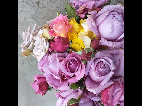 Видео: РОЗЫ СИРЕНЕВЫЕ 10 сортов #розы #сиреневыерозы