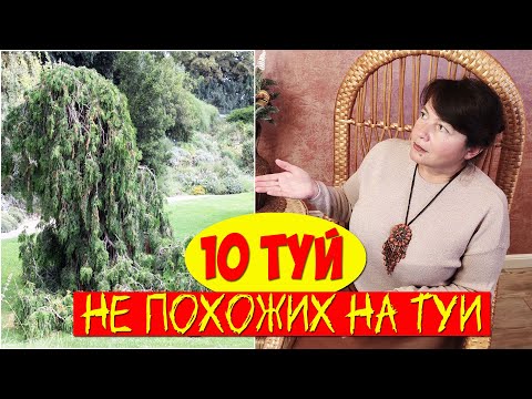 Видео: САМЫЕ НЕОБЫЧНЫЕ ТУИ. 10 сортов, о которых Вы точно не знали!