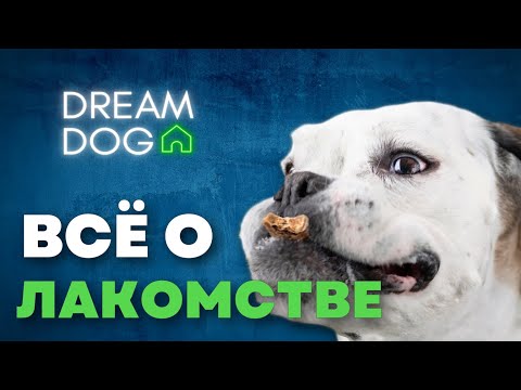 Видео: Собака слушается только за еду? 🐶 Как правильно работать с лакомством