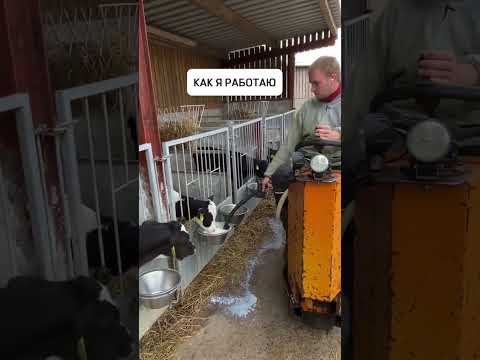 Видео: Было?😁 #животноводство #ферма #телята #сельскоехозяйство