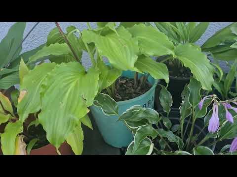 Видео: Вот и лето прошло... Цветение хост в последний день августа #julia_i_sad #hosta #collection #2025