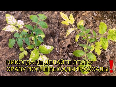 Видео: Рассада желтеет сразу после высадки. Что нужно сделать, а главное - чего делать не нужно!