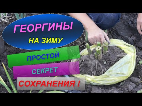 Видео: ГЕОРГИНЫ НА ЗИМУ | ПРОСТОЙ СПОСОБ СОХРАНЕНИЯ