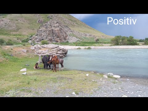 Видео: Positiv.  Тайны пчеловода в горах джунгарского алатау   часть 1