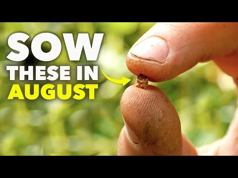Видео: Вы должны посеять эти семена в августе