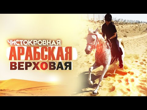 Видео: Арабская порода. Выпуск первый