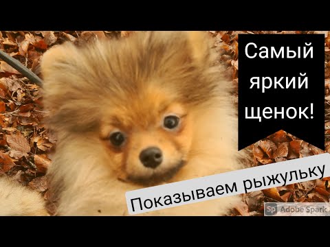 Видео: Самый яркий щенок питомника, показываем Пеппе, щенок шпица