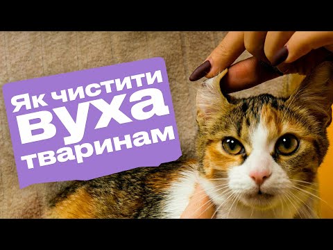 Видео: Як чистити вуха котам та собакам?