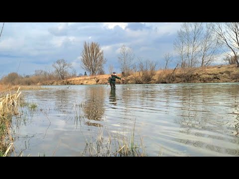 Видео: Весняна рибалка на р.Прут. На ЩО та ДЕ клюють березневі Головні