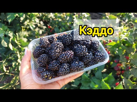 Видео: Ежевика Кэддо