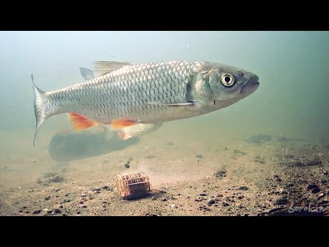 Видео: Речной Фидер под водой! Рыбалка и поклёвки рыбы