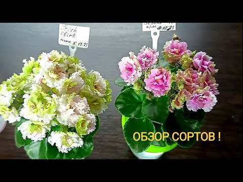 Видео: ОБЗОР СОРТОВ ДЛЯ ХОМЯКОВ !!!))