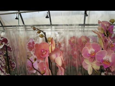 Видео: Богатое Поступление орхидей ТЕПЛИЦА-МАГАЗИН Цветов. КРУГОМ голова!