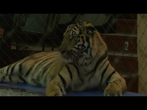 Видео: Цирк Багдасаровых: репетиция. Как дрессировщики укрощают тигров