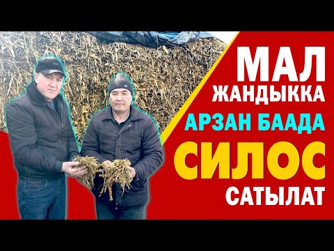 Видео: АРЗАН баада МАЛ жандыкка СИЛОС сатылат ~ Малыңыз СЕМИЗ, уйуңуз СҮТТҮҮ болот