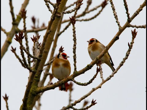 Видео: ловля щеглов  Carduelis carduelis) 7 января 1 часть اصطياد الطيور المغردة