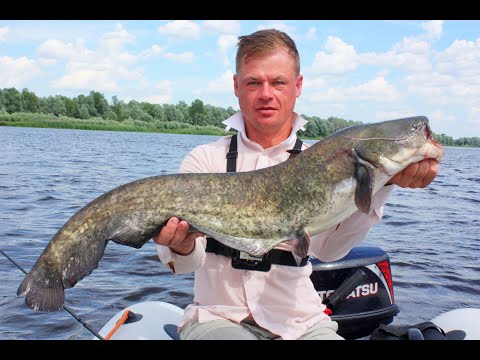 Видео: БЕШЕНЫЙ КЛЁВ СОМА НА ЗАКИДУШКИ. РЫБАЛКА В ЖАРУ