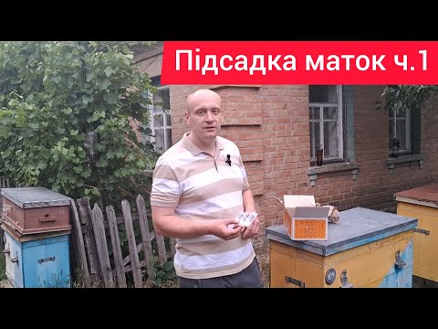 Видео: Підсадка придбаних маток, планова заміна старих маток
