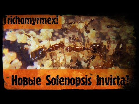 Видео: КТО ТАКИЕ TRICHOMYRMEX ABYSSINICUS ?