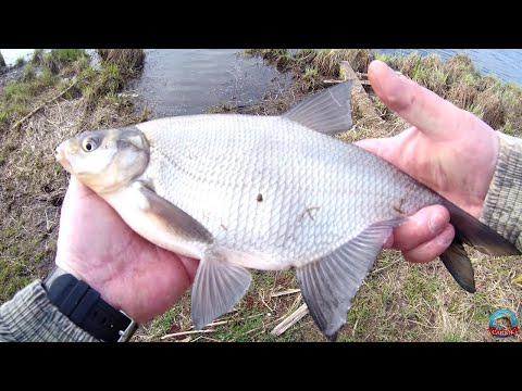 Видео: МОРМЫШИНГ.  Первый трофей ПРЕСТИЖА