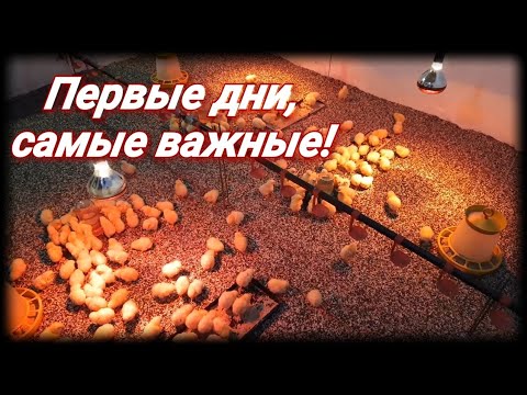 Видео: Выращивание бройлеров! Первые дни! Что нужно знать! Напольное содержание!