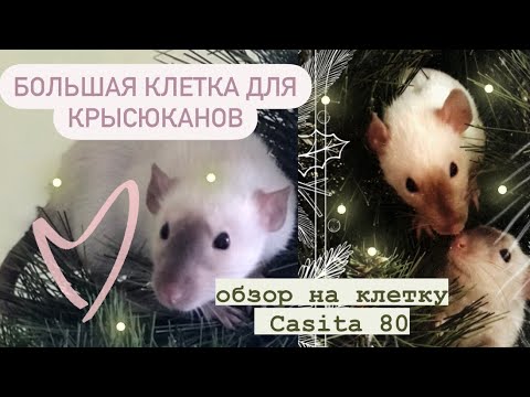 Видео: Приобрели клетку для кроликов, но для крыс, Клетка Ferplast “Casita 80” обзор, что в комплекте🎄😍