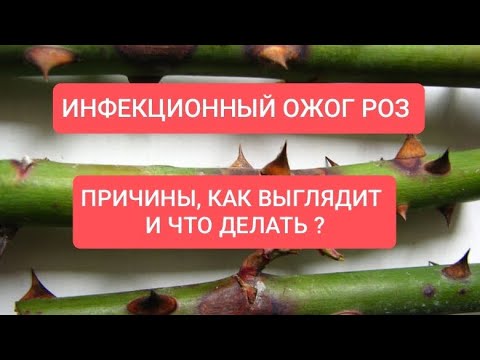 Видео: ИНФЕКЦИОННЫЙ ОЖОГ РОЗ 🌹 ПРИЧИНЫ, КАК ВЫГЛЯДИТ И ЧТО ДЕЛАТЬ? #уходзарозами #розывсаду #розарий