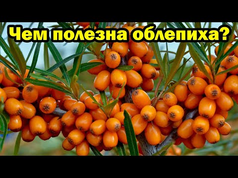 Видео: В чём польза облепихи для организма человека?