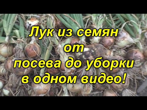 Видео: Лук репчатый из семян - в одном видео от посева до уборки! Посмотрите видео и вырастите лук сами!