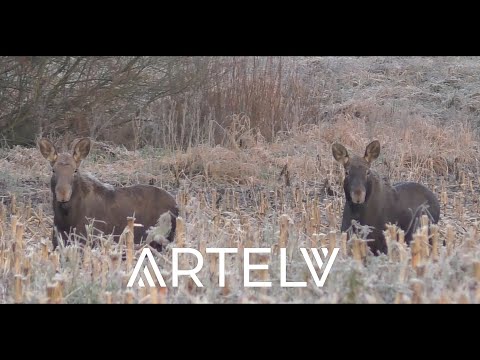Видео: Поехали за лисой а нарвались на лосей! Охота с прицелом ARTELV.