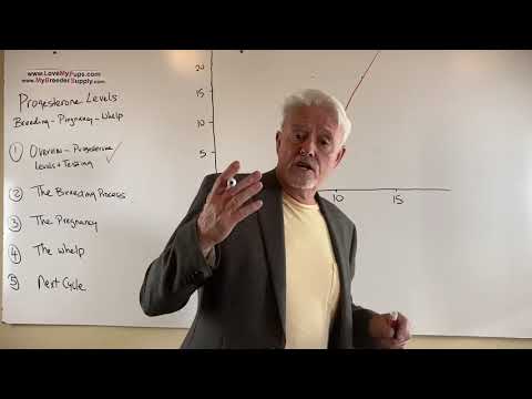 Видео: Часть 2 из 5 Уровень прогестерона у собак при разведении и щенении
