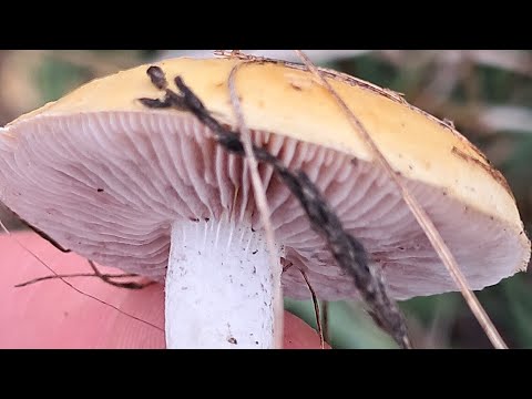 Видео: СОБРАЛИ РЕКОРДНОЕ КОЛИЧЕСТВО ГРИБОВ!!