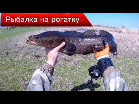 Видео: Рыбалка на Рогатку - Slingshot Fishing #охотасрогаткой #2023 #top #headshot #змееголов