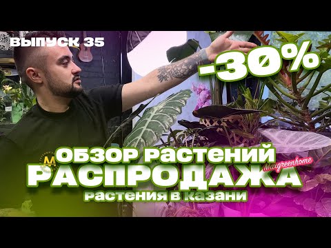 Видео: Обзор и распродажа комнатных растений в Казани! С 8 по 11 ноября 2025!