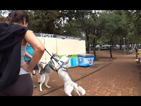 Видео: Это самая крутая прогулка по пляжу / Хорватия лето 2025