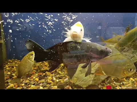 Видео:  Как я развожу Алоуфорус для аквариумных рыб