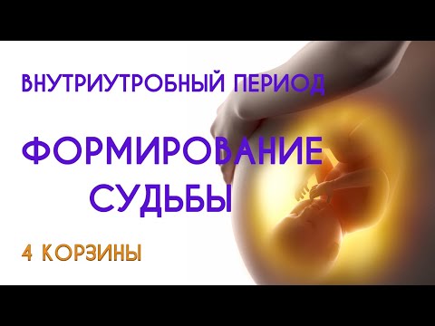 Видео: Перерождение  Внутриутробный период  4 корзины