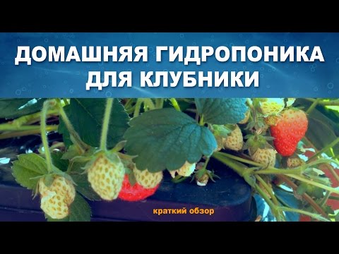 Видео: ДОМАШНЯЯ ГИДРОПОНИКА ВЫРАЩИВАНИЕ КЛУБНИКИ - ОБЗОР